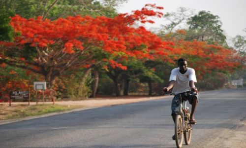 Zdjecie KENIA / Mombasa / Mombasa / KENIA