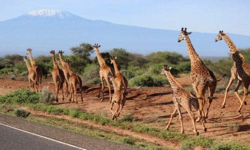 Zdjecie KENIA / -Amboseli National Park / -Amboseli National Park / Kilimanjaro:)