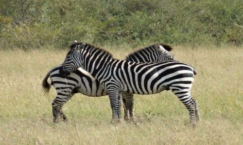 Zdjecie KENIA / Masai Mara Park / Masai Mara / zebras