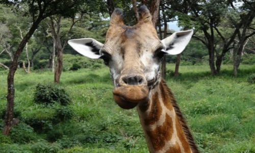 Zdjecie KENIA / Nairobi / Giraffe Center / Cauna