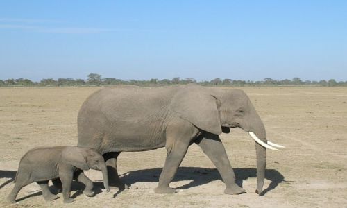 Zdjecie KENIA / . / P.N. Amboseli / mieszkacy Amboseli