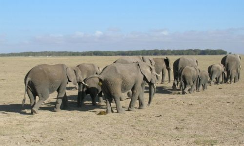 KENIA / . / P.N. Amboseli / mieszkacy Amboseli