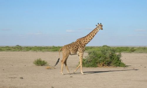 Zdjecie KENIA / . / P.N. Amboseli / mieszkacy Amboseli