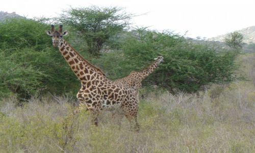 Zdjecie KENIA / AMBOSELI / AMBOSELI  / 2-GOWA YRAFKA