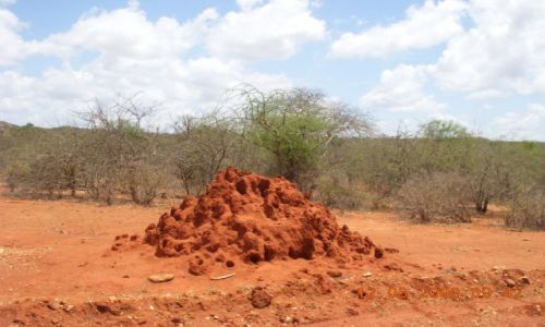 Zdjecie KENIA / AMBOSELI / KENIA / Termitiera
