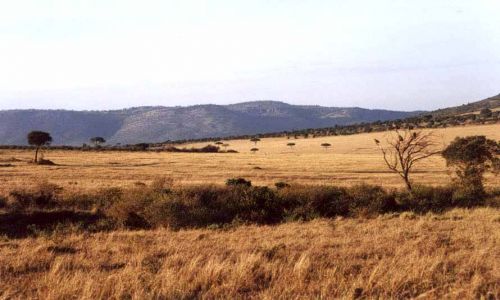 Zdj�cie KENIA / MASAI MARA / SAWANNA / SAWANNA