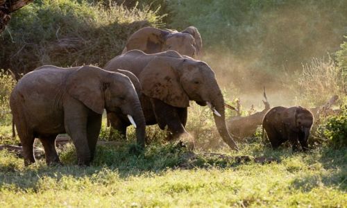 Zdj�cie KENIA / PN Samburu / PN Samburu / S�onie