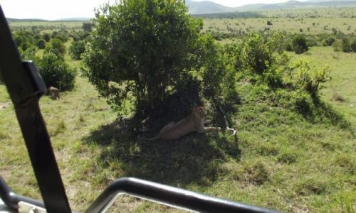 Zdjecie KENIA / Masai Mara / Masai Mara / Najadem si