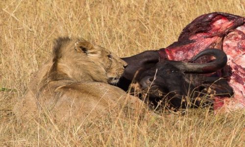 Zdjcie KENIA / NP Masai Mara / NP Masai Mara / Spojrzenie w oczy