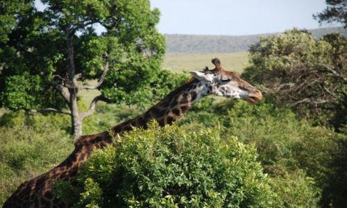 Zdjecie KENIA / Rezerwat Massai Mara / Rezerwat Massai Mara / Konkurs Tam wrc