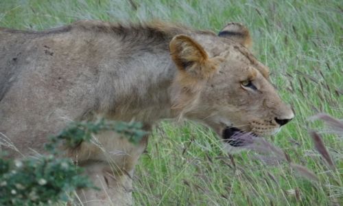 Zdjecie KENIA / - / Amboseli NP / mody krl