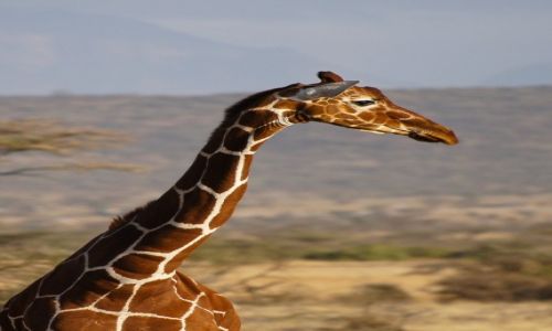 Zdjecie KENIA / NP Samburu / NP Samburu / Profil
