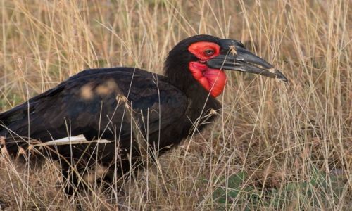 Zdjecie KENIA / NP Samburu / NP Samburu / Ptak?