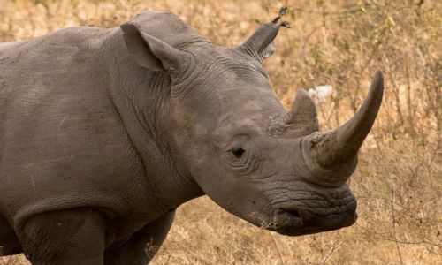 Zdjecie KENIA / NP Nakuru / NP Nakuru / Zdjcie paszportowe