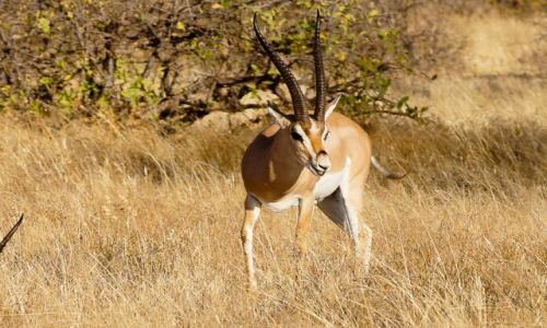 Zdjecie KENIA / NP Samburu / NP Samburu / Umiech impali