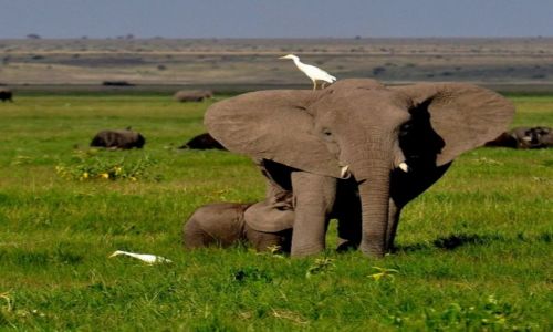 Zdjcie KENIA / - / A.N.P / Amboseli National Park