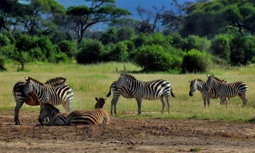 Zdjcie KENIA / - / A.N.P / Amboseli National Park