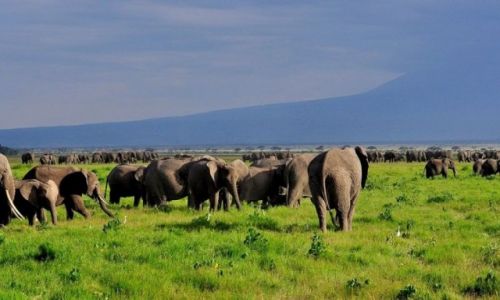 Zdjcie KENIA / - / A.N.P / Amboseli National Park