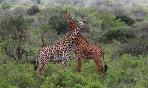 Zdjecie KENIA / Tsavo West NP / Tsavo West NP / yrafa siatkowa