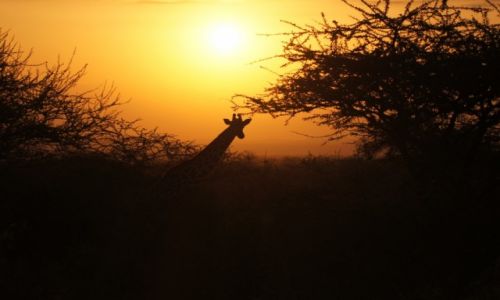 Zdjecie KENIA / west / tsavo / Safari