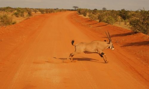 Zdjecie KENIA / west / tsavo / Safari