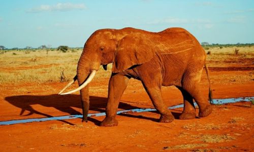 Zdjcie KENIA / TSAVO WEST / TSAVO WEST / huge elephant
