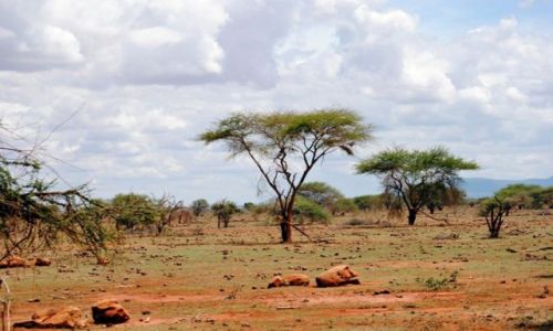 Zdjcie KENIA / Park Narodowy Tsavo / Tsavo East / Safari