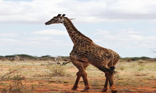 Zdjcie KENIA / Park Narodowy Tsavo / Tsavo East / Safari