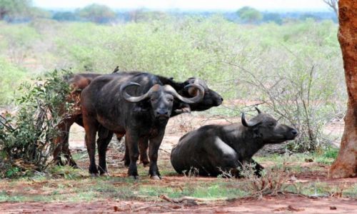 Zdjcie KENIA / Park Narodowy Tsavo / Tsavo East / Safari