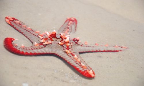 Zdjcie KENIA / Mombasa / Funzi Island / RozGwiazda