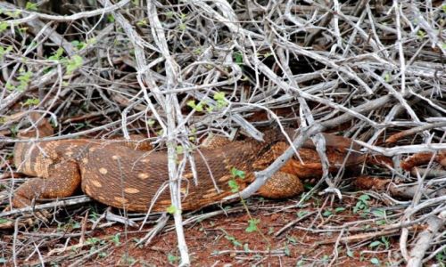 Zdjcie KENIA / Park Narodowy Tsavo / Tsavo East / Safari
