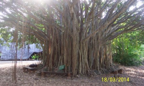 Zdjecie KENIA / park hallera / Mombasa / niezwykle drzewo