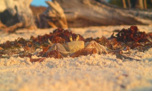 Zdjecie KENIA / Diani Beach / Tsavo/Amboseli/Diani  / ....moja kenia...