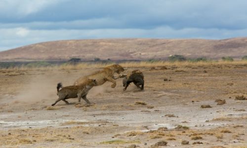 Zdjecie KENIA / Kenia / Park Amboseli / Safari