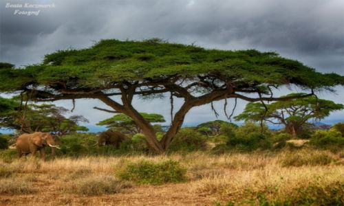 Zdjcie KENIA / Kenia / Park Amboseli / Krajobraz Amboseli