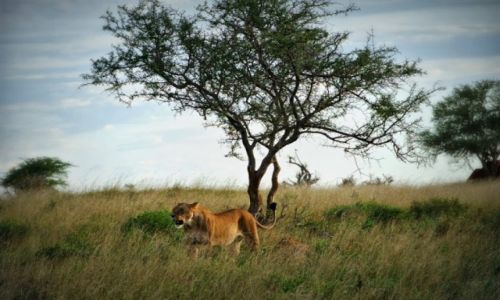 Zdjęcie KENIA / - / Taita Hills / Lwy w rezerwacie