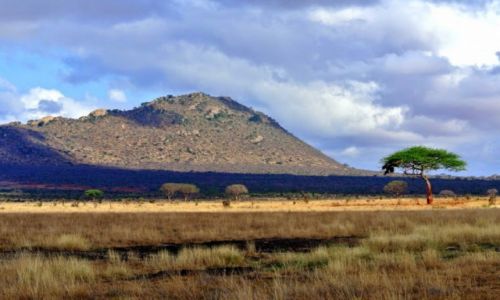 Zdjcie KENIA / - / Tsavo East NP / przyroda Tsavo