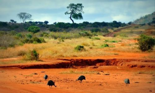 Zdjcie KENIA / - / Tsavo East NP / Czerwona ziemia w Tsavo i stado perlic