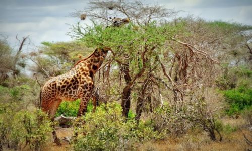 Zdjcie KENIA / - / Tsavo East NP / yrafy w Tsavo