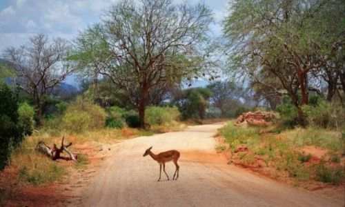 Zdjcie KENIA / - / Tsavo East NP / Gazela Thompsona na drodze