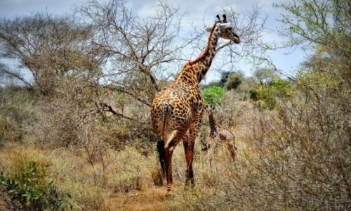 Zdjcie KENIA / - / Tsavo East NP / Mama zyrafa z mlodym