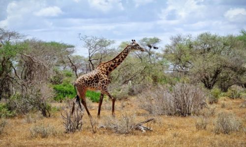 Zdjcie KENIA / - / Tsavo East NP / W pelnej krasie