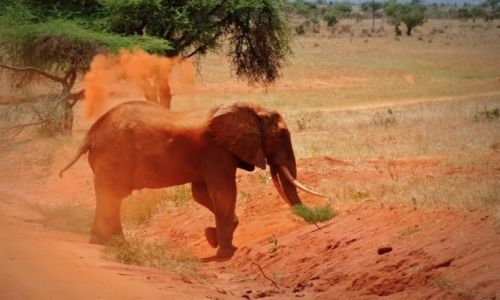 Zdjcie KENIA / - / Tsavo East NP / Czerwony slon z Tsavo