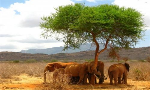 Zdjecie KENIA / - / TSAVO EAST / w cieniu...