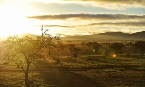 Zdjecie KENIA / - / Taita Hills / Wschod slonca w buszu