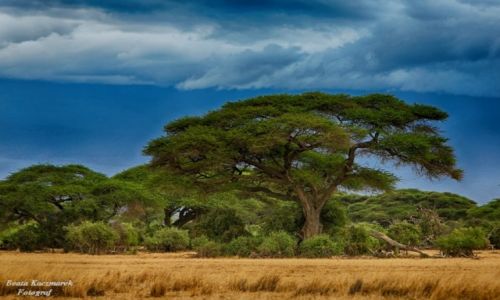 Zdjcie KENIA / Kenia / Park Amboseli / Kenia