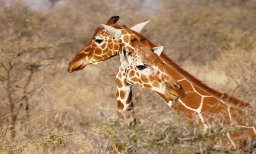 Zdjecie KENIA / NP Samburu / NP Samburu / Zalotne spojrzenie