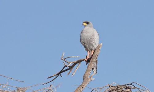 Zdjecie KENIA / NP Samburu / NP Samburu / Do rozpoznania
