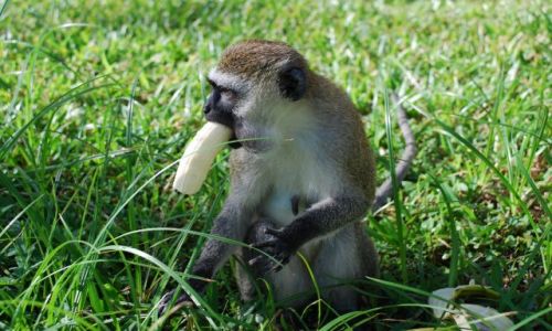 Zdjęcie KENIA / WYBRZEŻE / OKOLICE MOMBASY / MONKEY