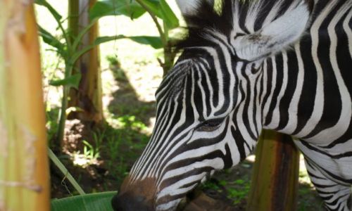 Zdjęcie KENIA / MASAI MARA / SFARI MASAI MARA / ZEBERKA